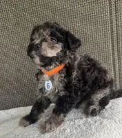 Puppy Six, a female Maltipoo for sale in Chariton, IA – 4 of 5