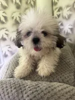 Shih-Tzu Female , a female Shih Tzu for sale in Chariton, IA – 9 of 9