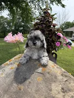 Lisa, a female Poodle - Toy  for sale in Chariton, IA – 8 of 10