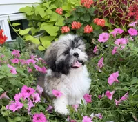 Dave, a male Shih Tzu for sale in Chariton, IA – 7 of 8