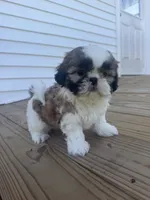 Alissa, a female Shih Tzu for sale in Chariton, IA – 5 of 9