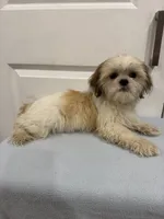 Peanut, a male Shih Tzu for sale in Chariton, IA – 7 of 10