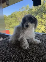 Liz, a female Poodle - Toy  for sale in Chariton, IA – 3 of 10