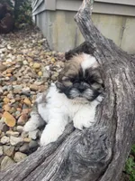 Mike, a male Shih Tzu for sale in Chariton, IA – 3 of 6