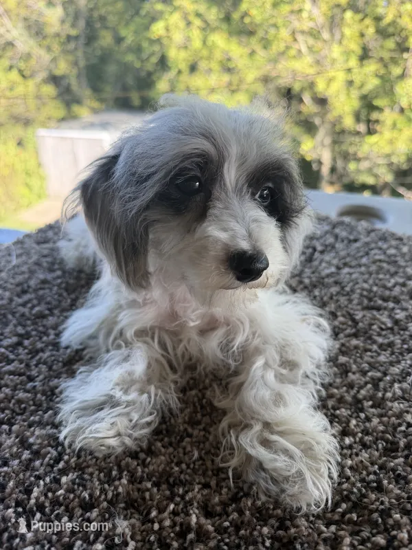 Liz – Poodle - Toy  puppy for sale in Chariton, IA