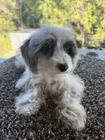 Liz, a female Poodle - Toy  for sale in Chariton, IA – 1 of 10