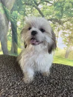 Shih Tzu Male, a male Shih Tzu for sale in Chariton, IA – 4 of 10