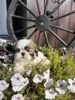 Austin, a male Shih Tzu for sale in Chariton, IA – 5 of 7