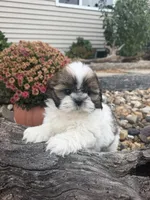 Marths, a female Shih Tzu for sale in Chariton, IA – 6 of 8