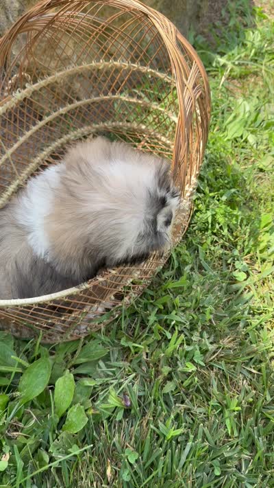Dave, a male Shih Tzu for sale in Chariton, IA – 8 of 8