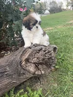 Mary, a female Shih Tzu for sale in Chariton, IA – 6 of 9