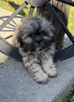 Steve, a male Shih Tzu for sale in Chariton, IA – 2 of 3