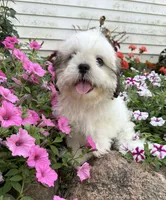 Amber, a female Shih Tzu for sale in Chariton, IA – 2 of 6