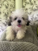 Shih-Tzu Female , a female Shih Tzu for sale in Chariton, IA – 4 of 9