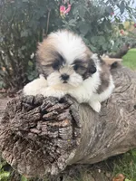 Mary, a female Shih Tzu for sale in Chariton, IA – 7 of 9