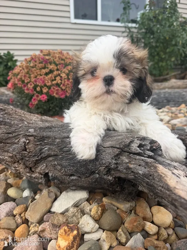 Austin – Shih Tzu puppy for sale in Chariton, IA