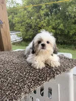 Amber, a female Shih Tzu for sale in Chariton, IA – 9 of 10