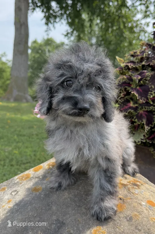 Lora – Poodle - Toy  puppy for sale in Chariton, IA