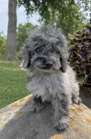 Lora, a female Poodle - Toy  for sale in Chariton, IA – 1 of 10