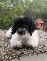 Peter, a male Poodle - Toy  for sale in Chariton, IA – 4 of 9