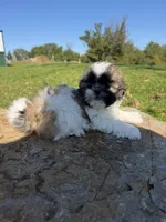Aaron, a male Shih Tzu for sale in Chariton, IA – 10 of 10