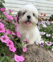 Amber, a female Shih Tzu for sale in Chariton, IA – 4 of 7