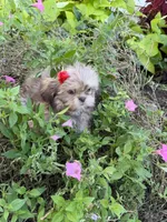 Lola, a female Shih Tzu for sale in Chariton, IA – 3 of 5
