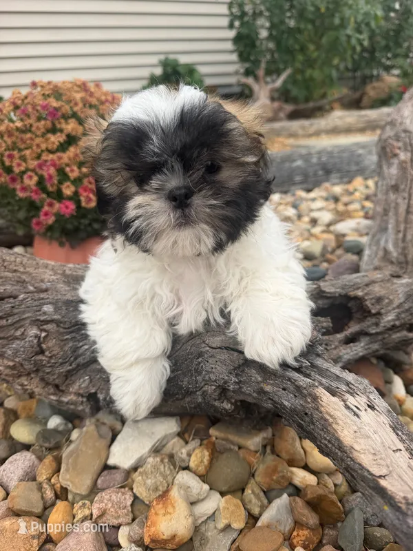 Aaron – Shih Tzu puppy for sale in Chariton, IA