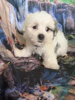 Romeo, a male Maltipoo for sale in Chariton, IA – 3 of 7