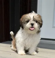 Les, a male Shih Tzu for sale in Chariton, IA – 3 of 9