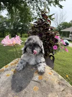 Lisa, a female Poodle - Toy  for sale in Chariton, IA – 9 of 10