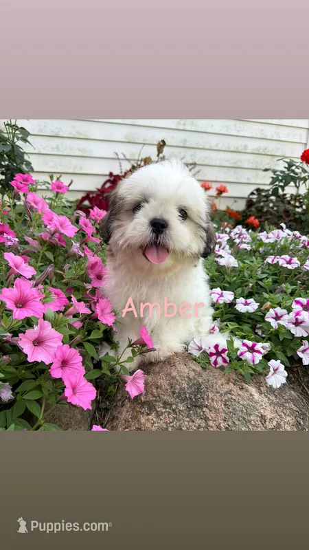 Amber – Shih Tzu puppy for sale in Chariton, IA