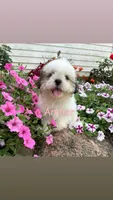 Amber, a female Shih Tzu for sale in Chariton, IA – 1 of 6