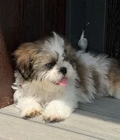 Les, a male Shih Tzu for sale in Chariton, IA – 7 of 9
