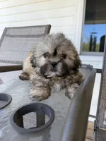 Leo, a male Shih Tzu for sale in Chariton, IA – 3 of 6