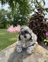 Lisa, a female Poodle - Toy  for sale in Chariton, IA – 6 of 10