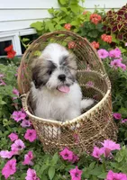 Sam, a male Shih Tzu for sale in Chariton, IA – 7 of 8