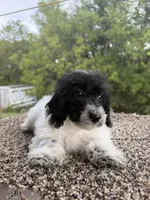 Peter, a male Poodle - Toy  for sale in Chariton, IA – 5 of 9