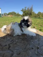 Aaron, a male Shih Tzu for sale in Chariton, IA – 3 of 10