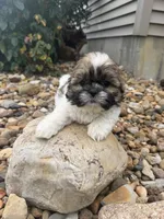 Mike, a male Shih Tzu for sale in Chariton, IA – 2 of 6