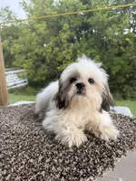 Amber, a female Shih Tzu for sale in Chariton, IA – 8 of 10
