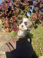 Abby, a female Shih Tzu for sale in Chariton, IA – 4 of 10