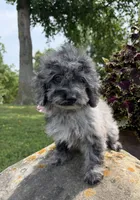 Lora, a female Poodle - Toy  for sale in Chariton, IA – 6 of 10