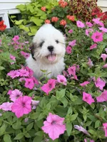 Amber, a female Shih Tzu for sale in Chariton, IA – 5 of 6