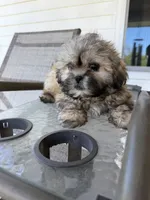 Leo, a male Shih Tzu for sale in Chariton, IA – 5 of 6