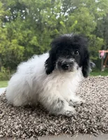 Peter, a male Poodle - Toy  for sale in Chariton, IA – 3 of 9