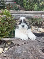 Mary, a female Shih Tzu for sale in Chariton, IA – 2 of 9