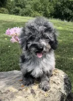 Lora, a female Poodle - Toy  for sale in Chariton, IA – 9 of 10