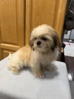 Peanut, a male Shih Tzu for sale in Chariton, IA – 4 of 10