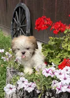 Peanut, a male Shih Tzu for sale in Chariton, IA – 5 of 9